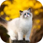 10000 Cat & Kittens Wallpapers icon