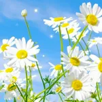 Spring Live Wallpaper icon