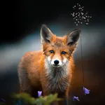 Fox Wallpapers icon