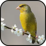 GreenFinch Singing icon