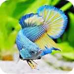 Betta Fish Wallpaper icon