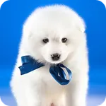 Dog Wallpaper icon