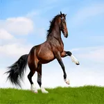 horses icon
