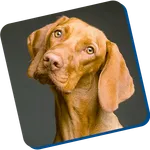 dog training guide train a dog icon