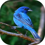 Canto de Azulão icon