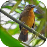 Canto de Bicudo Fêmea icon