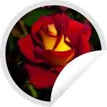 Red Roses Wallpaper icon