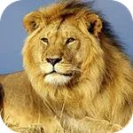 Lion Images icon