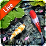 Koi Fish Live Wallpaper icon
