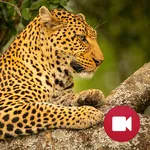 Wild Animals Documentary icon