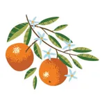 Sweet Citrus Acres icon