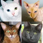 Cats Quiz Guess Popular Breeds icon