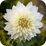 beautiful flowers wallpaper icon