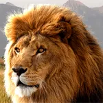 Lion HD Wallpapers icon