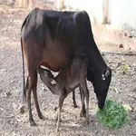 Animal Husbandry icon