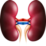 Kidney Diet icon