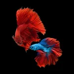 Fish Betta Koi Wallpapers icon