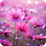 Beautiful Flower Wallpapers HD icon