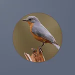 Doves per bird icon