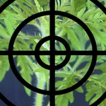 PME Parlagfű figyelő 2 icon