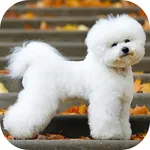 Bichon Frise Dog Wallpaper HD icon