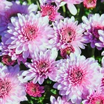 Chrysanthemum Wallpaper icon