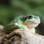 Frog Wallpaper icon