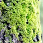 Moss Wallpaper icon
