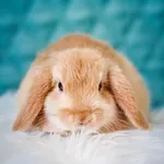 Rabbit Wallpaper - Cute Bunny icon