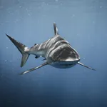 Shark Wallpaper icon