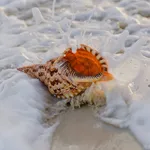 Seashell Wallpaper icon