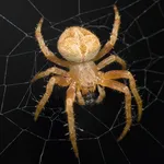 Spider Wallpaper icon