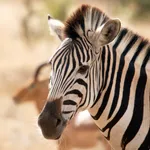 Zebra Wallpaper icon