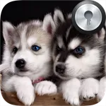 Siberian Husky Lock Screen icon