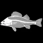 3D Fish Anatomy icon