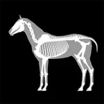 3D Horse Anatomy icon