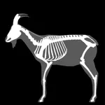 3D Caprine Anatomy icon