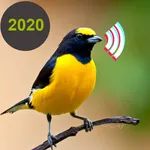 Birds Calls Sounds & Ringtones icon