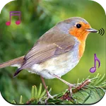 Birds Sound Ringtones icon