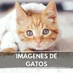 Imágenes de Gatos icon