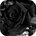 black rose icon