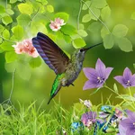 Hummingbirds wallpaper icon