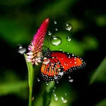 Rain Live Wallpaper icon