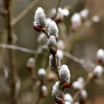 Spring Landscapes Wallpaper icon