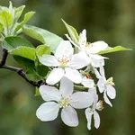 Springtime Live Wallpaper icon