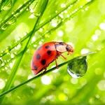 Macro Photos Live Wallpaper icon