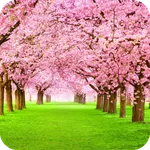 Blooming Tree Wallpaper icon