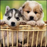 Dog Wallpapers HD icon