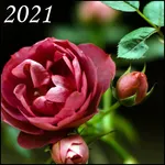 Rose Wallpapers icon