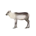 Boazoquiz icon